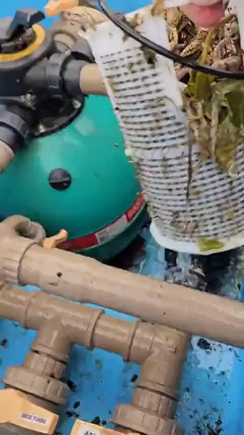 A skimmer basket packed solid with leaves and debris