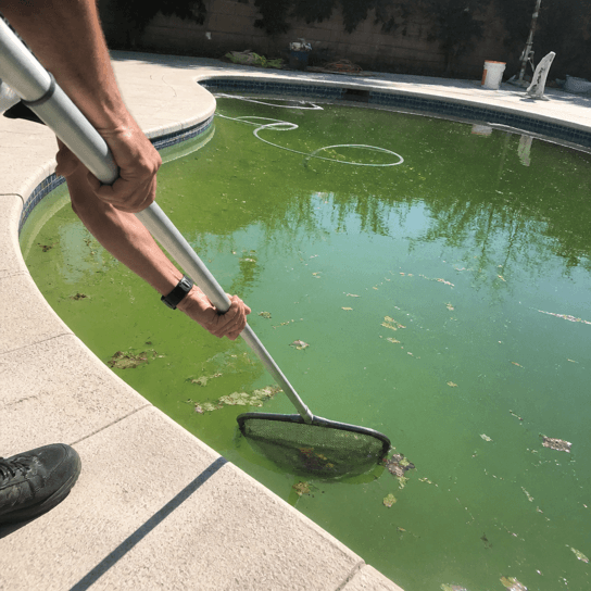 A swamp-green pool before the recovery